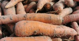 Zanahorias comestibles, grandes y largas. Para cantidades mayores, el