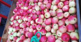 Venderé unas 10 toneladas de champús. La fruta es