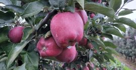 Venderé Red Chief en cualquier empaque.