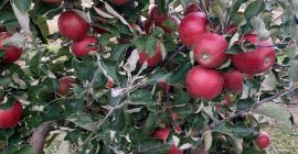 Venderé manzanas jonaprinc rojas, unas 70t.También tenemos otras variedades