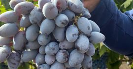 Uva de mesa &quot;Osenii Ciornii&quot;, resistente al transporte y