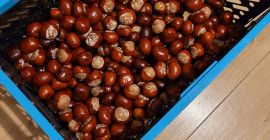 Castañas frescas grandes agradables. Estoy pidiendo mensajes, como ultimo