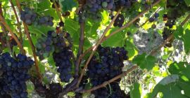 Vendemos uva en particular Aglianico con certificado DOCG estamos