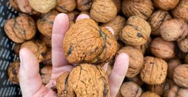 Venderé nueces grandes y hermosas. El precio por kg