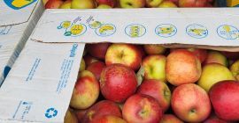 Manzanas Ionatan, zona de la corte de Arges