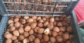 Cáscara blanda muy sabrosa, seca o húmeda.