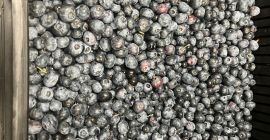 Venderé arándanos americanos congelados, fruta grande, cosechados a mano,