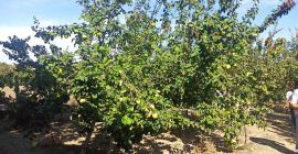 Membrillos grandes. Ecológicamente limpio.