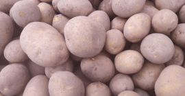 Patatas variedad lirio 45+