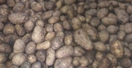 Hola, vendo patatas de la variedad Madeleine/vineta (amarilla) Irga/catania