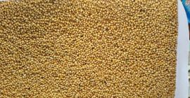 Semillas de mostaza blanca, 99 por ciento de pureza