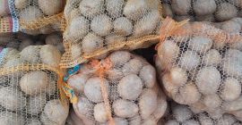 Vendo papa VINETA amarilla envasada en 15 kg o