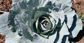 Tenemos Lechuga, pimiento verde, tomate y col