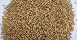 Semillas de mostaza blanca pureza 99,7%. Informe de prueba