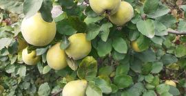 Fruta de membrillo para la inmunidad: sin fumigación, de