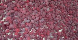 Venta de frambuesa de Vilamet Excelente calidad Envase 10-12