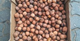 Deliciosos frutos secos de la cosecha de este año