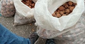 Venderé Nueces Jacek Świerże cáscara blanda de nuestra propia