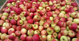 Venderé manzanas campeonas, jonaprins rojas. Bonitas manzanas sin granizo,