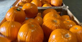 Somos un gran productor de calabazas hokkaido y spitfire.