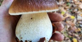Champiñones porcini recién recolectados bajo petición. Envío a través