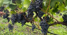 Tenemos 60 HA (1200 toneladas) de uvas de Moldavia,