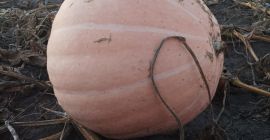 Hola . Tengo calabazas naranjas a la venta, Otylia,