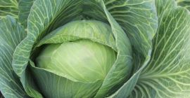 Repollo rallado - ¡Directo del cultivo del productor a