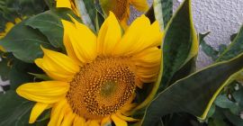 Semilla de girasol ornamental. Variedad Taiyo y Sammer San