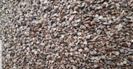 Venderé 8000 kg de semillas de trigo sarraceno de