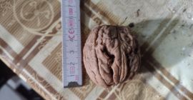 Venderé nueces grandes, de 4-5 cm de diámetro, cosecha