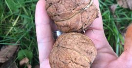Jacknuts recogidos hoy, de una parcela ecológica de traspatio.
