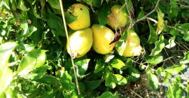Venderé unos 500 kg de membrillo japonés. de plantación