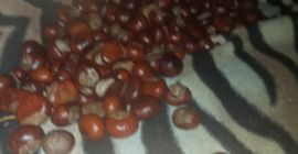 Estoy vendiendo las castañas desde hoy.