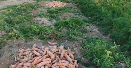 Zanahoria grande y bonita del campo