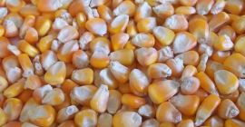 No OGM Y OGM Maíz Maíz Amarillo Blanco, la