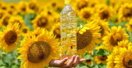 El aceite de girasol El aceite de girasol es el aceite no volátil