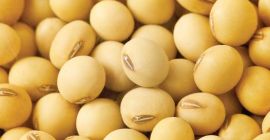 Nombre del producto : Soja grado AA no Gmo/Proteínas