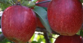 Manzana Royal Gala &amp; Fuji ESPECIFICACIONES: -Variedad: Manzana Royal