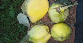 Membrillos 100% naturales de acqui terme
