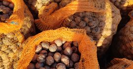 Venderé las nueces de este año. Tengo unos 170