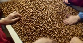 Avellanas peladas, sin cáscara, calibres 9-11 mm, 11-13 mm,