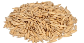 Ofrecemos avena BIO certificada de alta calidad, la cosecha