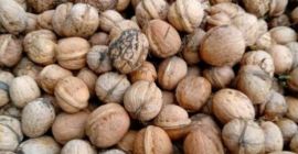 Venderé nueces de mi propia plantación. Cultivo ecológico, apartado