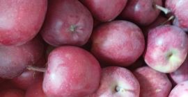 Venderé una manzana de la variedad jefe rojo. Fruta