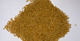 Venderé mostaza amarilla pureza 99.98% País de origen INDIA