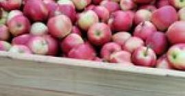 Vendo Gale de 6mm 30 toneladas, principe rojo de