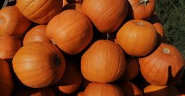 Hola vendo al por mayor cantidades de calabazas Spitfire