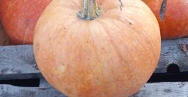 Vendo calabaza Otylia y Bambino a granel, fruta entera,