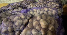 Vendemos patatas de siembra y patatas comerciales. Embalaje en
